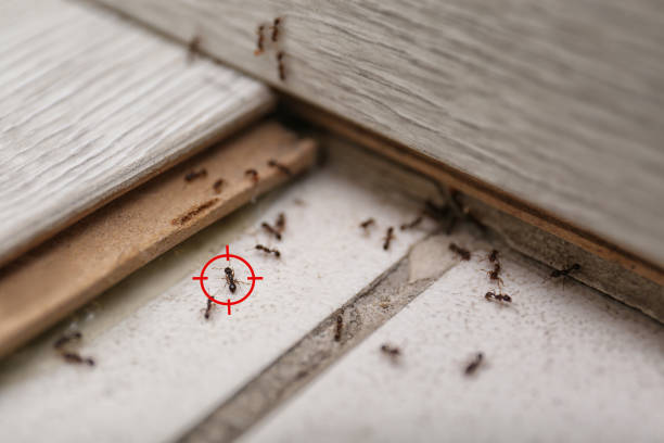 Best Affordable Pest Control Services  in Republic, WA
