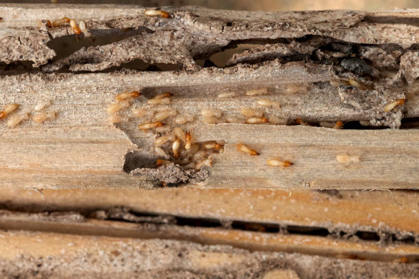 Best Pest Removal Services  in Republic, WA