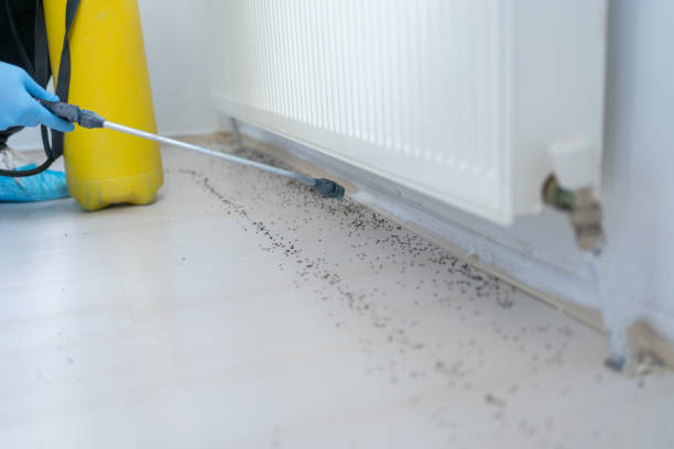 Best Flea Control Services  in Republic, WA